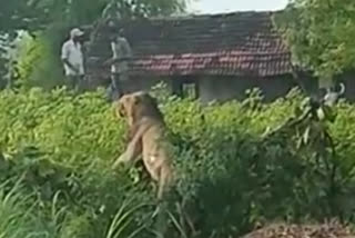 Forest Department rescued the lion