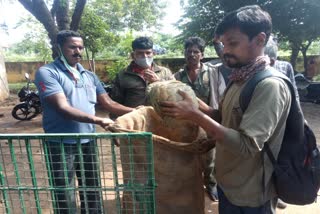 Pangolin rescued from a house in Kollegala