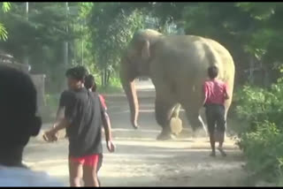 গোলাঘাটত হাতী-মানুহৰ সংঘাত