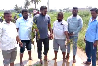 People's outrage by planting paddy