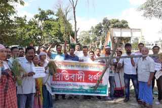 Massive Protest By Congress In Jonai, demanding against farmar's Act 2020