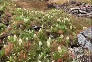 Brahma Kamal flowers