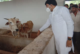 MLA inspected the cowshed