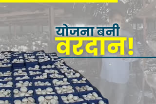 Sunil Dutt of Jawali employs people giving from mushroom production