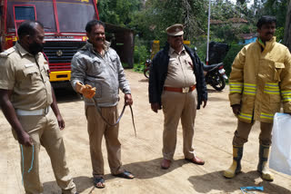 6 ft snake caught in kodaikanal