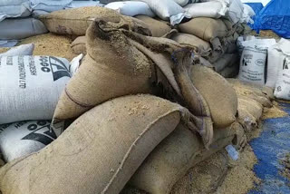 Wheat spoiled in open shed