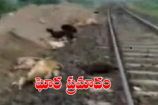 45 goats died in train accident in adilabad district