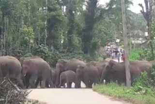 A herd of elephants seen on the Karnataka Roads