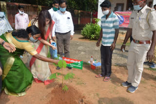 Plantation at Dumka Womens College