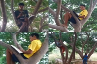 Students climb tree to attend online classes