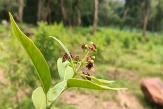 sandalwood saplings in Marayoor  Forest Department plants new sandalwood  മറയൂരില്‍ പുതിയ ചന്ദനതൈകള്‍  ചന്ദനതൈകള്‍ നട്ട് വനം വകുപ്പ്  മറയൂര്‍ ചന്ദനതൈക