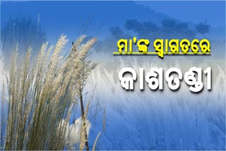 ଆନନ୍ଦପୁରର ଶୋଭା ବଢାଉଛି 'କାଶତଣ୍ଡୀ'