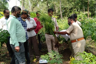 marijuana plants seized