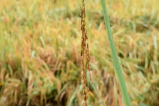 കൊയ്ത്തുത്സവം  കാട്ടാക്കടയിൽ കൊയ്ത്തുത്സവം  harvest festival  kattakada  harvest festival at kattakada  കാട്ടാക്കട  കാർഷിക സമ്പത്ത്  തരിശായ ഭൂമികൾ  കൃഷി