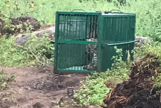 Hyderabad: Leopard captured, relocated to Nehru Zoological Park