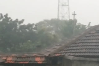 heavy-rain-siddipet-constituency-cotton-farmers-lossed