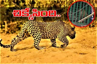 leopard-trapped-at-rajendra-nagar-in-hyderabad