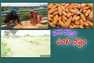 heavy rain kamareddy dist farmers in troubles