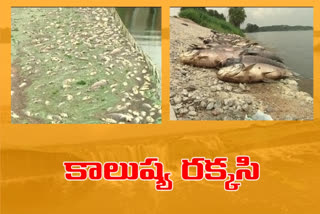 industrial waste water curse fishermen in sangareddy district