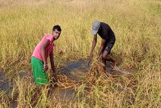 Farmers upset due to unseasonal rains