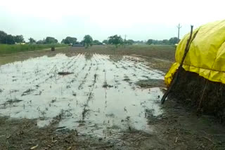 rainapur taluka farmers crop loss due to heavy rain at latur district