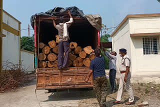 Major action by Nepanagar police, truck loaded with teak logs seized