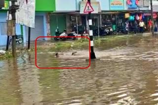 Mandya Man swimming in road