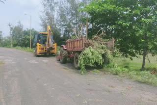 cutting down of trees in front of the collectors residence at gondiya