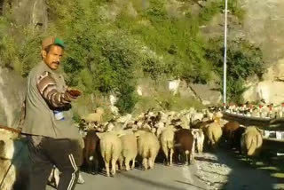 Sheep farmers migrated