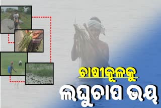 ଲଘୁଚାପ ସତର୍କ ସୂଚନା ପରେ ଆତଙ୍କିତ କେନ୍ଦ୍ରାପଡ଼ା ଚାଷୀ