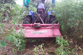 Rotavator rotated on 4 acres of soybeans