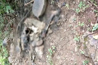 skeleton found in anjora village