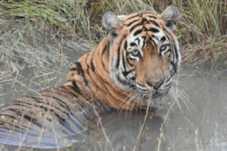 घायल बाघिन की वापसी, Injured tigress returns