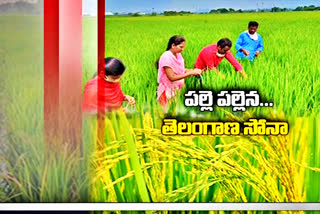 Telangana Sona Rice cultivation in  Peddapalli District