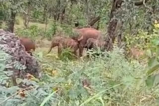 elephants-destroyed-crops-of-farmers-in-koriya