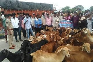 protest for second phase sheep distribution in telangana at janagaon