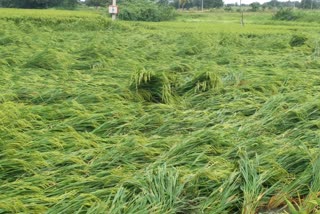 paddy crop destroyed in koppala