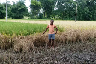 bad condition of paddy crop due to heavy rain in balod
