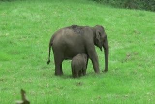 A mother elephant and its calf spotted at Idukki