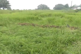 Return rains damage paddy fields