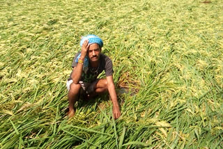 paddy crop ruined due to heavy rainfall in pandariya