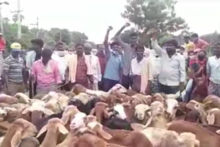 shepherds protest on second phase sheep distribution at warangal