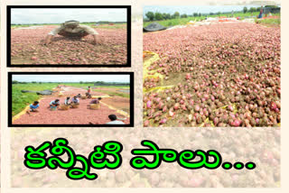 onion farmers gets loss due to rains in kurnool district