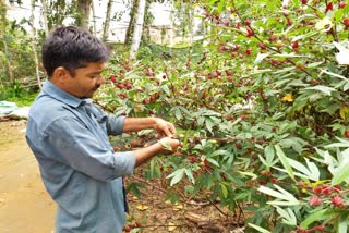 Rosila farming from Mandya farmer