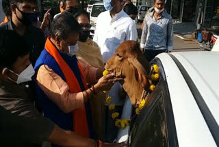 cow-reached-bjp-office-by-car-in-indore