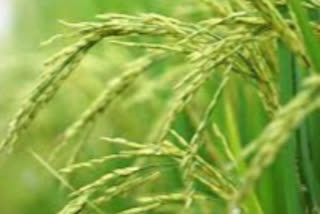 Kharif paddy