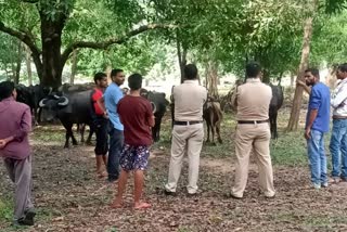 Cattle smuggling in Surguja