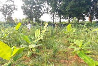 farmers-started-banana-cultivation-for-first-time-in-hazaribag