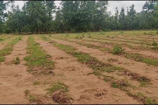 8,000 planted by villagers in keshkal were destroyed by dabang