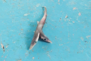 Spadenose shark was found at Satpati